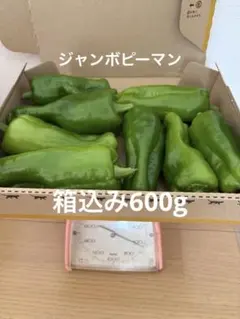 激安‼︎まとめ売り新鮮 訳ありジャンボいんげん5kg!!産地直送 激安‼︎新鮮 訳ありジャンボいんげん500g!産地直送 - メルカリ