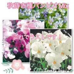 パンジー ビオラ ミックス No02 3種 各10粒 計30粒 寄せ植え 秋蒔き