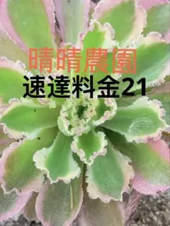 2026年最新】観葉植物 アエオニウムの人気アイテム - メルカリ