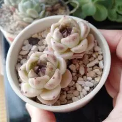 多肉植物♡*ꕤ*.カット苗✿ - メルカリ
