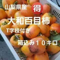 2025年最新】渋柿 干し柿 百目柿の人気アイテム - メルカリ