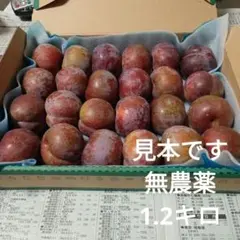 鹿児島産無農薬プラムいぐりすもも箱込み10キロ 楽天市場】がらり(すもも) 2kg 鹿児島県産 加工用 化学肥料