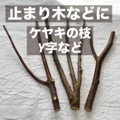 【maromama様専用】ケヤキの枝　Y字など　天然木　止まり木などに　カット枝