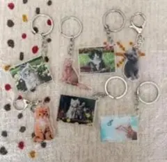 猫のアクリルキーホルダー7個セット