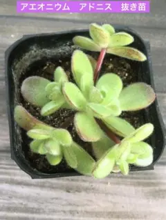 2026年最新】多肉植物アエオニウムの人気アイテム - メルカリ