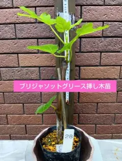 イチジク 苗　ブリジャソットグリース挿し木苗　28番 ポットで発送のサムネイル