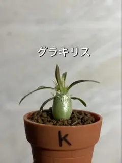 パキポディウム グラキリス 塊根植物 コーデックス 象牙宮 国内実生 鉢