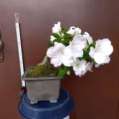さつき 好月、白琳 大盃 - メルカリ
