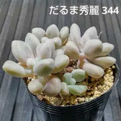 2026年最新】だるま秀麗の人気アイテム - メルカリ