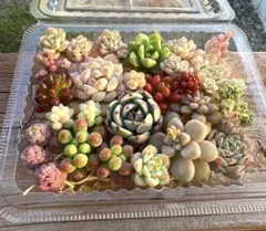 多肉植物　カット苗詰め合わせセット①