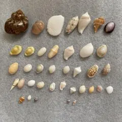 海外　貝殻　38点のサムネイル