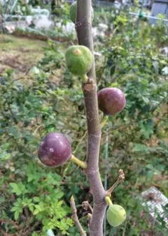 2026年最新】BB10 イチジクの人気アイテム - メルカリ