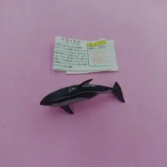 チョコエッグ 日本の動物 カマイルカ ミニブック付き
