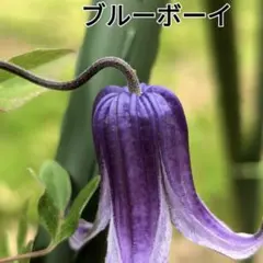 2026年最新】クレマチスの人気アイテム - メルカリ