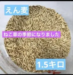 Item thumbnail for item 5cb09049-3728-4e90-9bed-bdadbaa65a2f