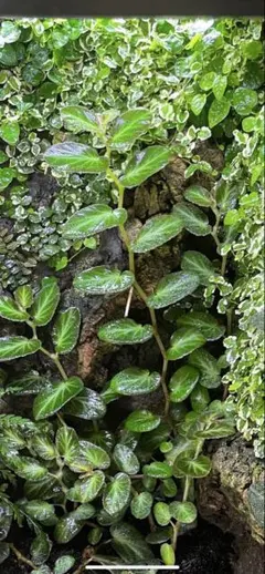 Arowana様 リクエスト 2点 まとめ商品