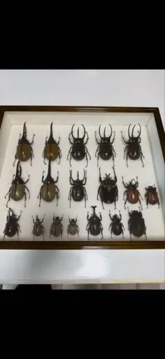 昆虫用品　ドイツ箱　中古品　5箱セット STC ドイツ箱 マグネットコレクション4 – ネイチャーテクニカラー公式