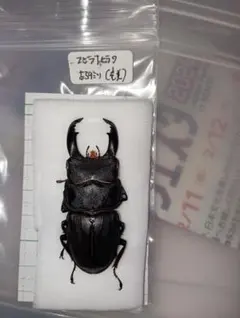 和歌山県 ルイスツノヒョウタンクワガタ ペア 規制前採集品 - メルカリ