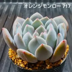 オレンジモンロー 717 エケベリア 多肉植物 抜き苗
