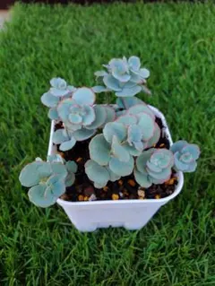 多肉植物 斑入りミセバヤ カット苗A - メルカリ