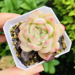 ❣️ストロベリーアイス❣️現品 エケベリア 寄せ植え 多肉弁当 多肉植物 農園直売 多肉植物 寄せ植え エケベリア属 ストロベリーアイス錦（単