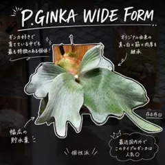 P.GINKA x Cotton Cloud 中〜親株サイズ - メルカリ