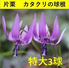 2026年最新】カタクリ苗の人気アイテム - メルカリ