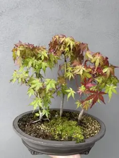 モミジ 松風 ｜ヤマモミジ系 H1m前後 もみじ 紅葉 カエデ 鉢植え 苗木