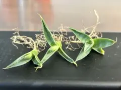 2025年最新】アガベ ネバデンシスの人気アイテム - メルカリ