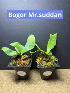 P.willinckii Bogor Mr.suddan 胞子培養2株のサムネイル