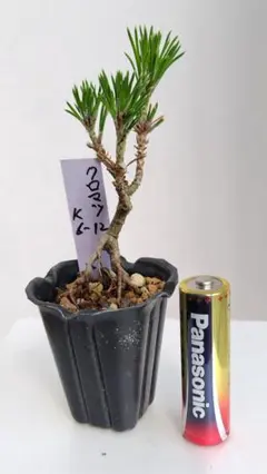 きんぐ和様 リクエスト 4点 まとめ商品