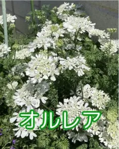 つぼみ付き❣️ オルラヤ 2ポット 複数苗 ネコポス発送 オルレア 15
