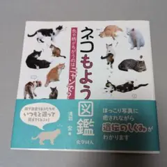 ネコもよう図鑑