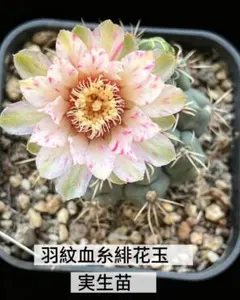 252-蜜柑金緋花玉 実生苗 超希少 花サボテン 実際開花した株 1点限定