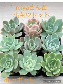 2026年最新】ミヤさん苗の人気アイテム - メルカリ