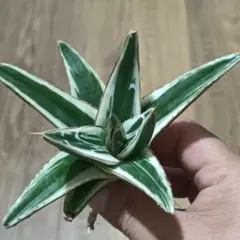 2025年最新】アガベ 氷山の人気アイテム - メルカリ