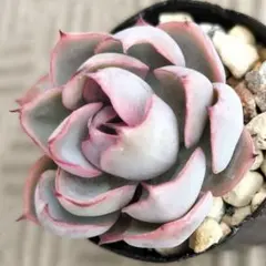 2026年最新】龍鱗蓮華の人気アイテム - メルカリ