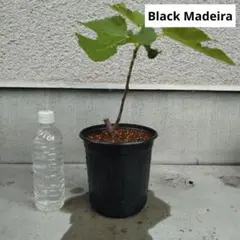 イチジク苗木　ブラックマデイラ　BlackMadeira ブラックマデイラは世界が認めるイチジクです！希少なイチジクを
