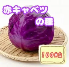 野菜の種【キャベツ】赤キャベツ