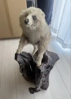 タヌキの剥製標本 竹製帽子 水玉模様 2025年最新】剥製 たぬきの人気アイテム - メルカリ