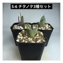 アガベ　セット売り 2025年最新】アガベ チタノタ セットの人気アイテム - メルカリ