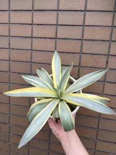 大株 ブルームーン 銀河旅人 デスメティアナ 縦15cm 横30cm アガベ
