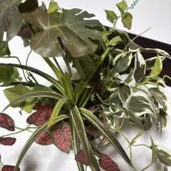 アフェランドラ・ダニア Mix (5号吊り鉢/土植え) 観葉植物 - メルカリ