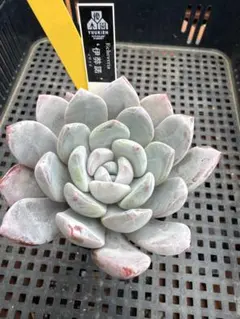 nasanaso様 リクエスト 2点 まとめ商品