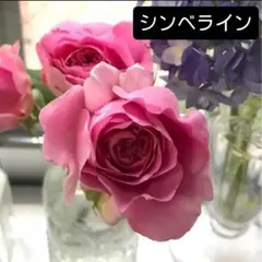 2026年最新】接木苗の人気アイテム - メルカリ