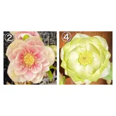 2026年最新】クリスマスローズ ピエラの人気アイテム - メルカリ