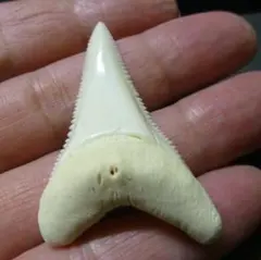 Item thumbnail for item e2785691-60c7-4d2d-be75-86075c63616a