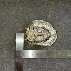 コルトラネイア・オウファネンシス 三葉虫 - メルカリ