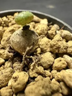 T*K様 1239Tylecodon similisチレコドン シミリスコーデッのサムネイル
