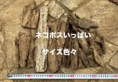 Item thumbnail for item 7f2e6b82-f208-4ad8-8a8d-8853562f17dd